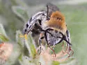 Birkmann's Cellophane Bee - photo 4