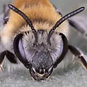 Birkmann's Cellophane Bee - photo 5