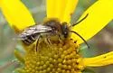 Bryant's Cellophane Bee