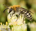 Bryant's Cellophane Bee - photo 2