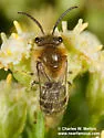 Bryant's Cellophane Bee - photo 3