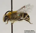 Bryant's Cellophane Bee - photo 4