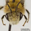 Bryant's Cellophane Bee - photo 5