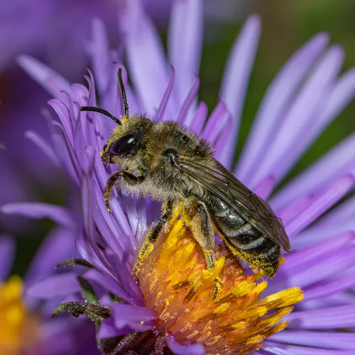 Aster Cellophane Bee - photo 2