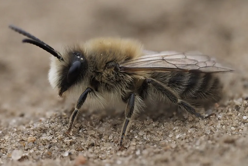 Early Cellophane Bee - photo 2
