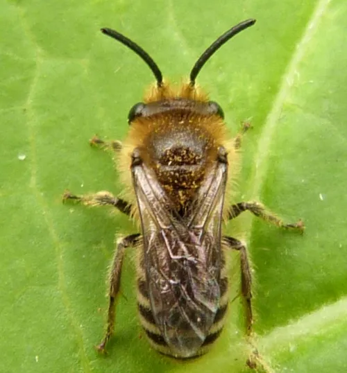Davies' Colletes