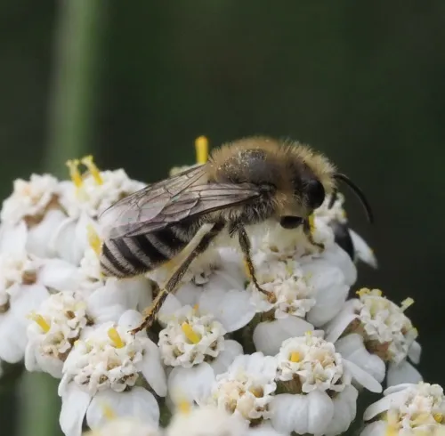 Davies' Colletes - photo 2