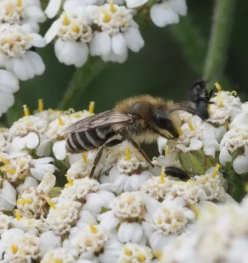 Davies' Colletes - photo 3