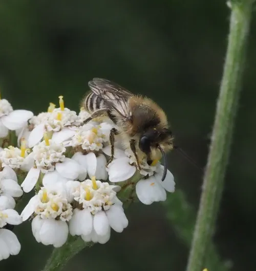 Davies' Colletes - photo 4