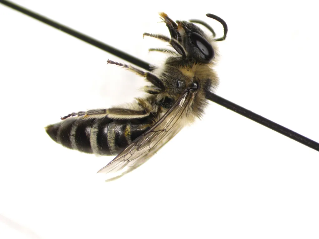 Glittering Cellophane Bee - photo 2