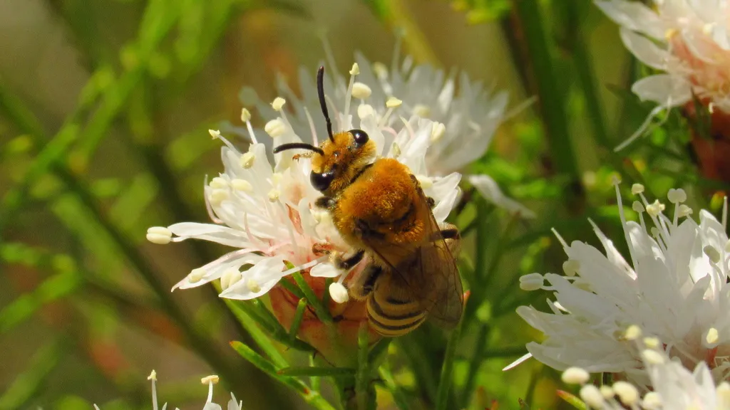 Howard's Cellophane Bee - photo 2