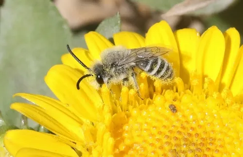 Hyaline Cellophane Bee - Colletes hyalinus