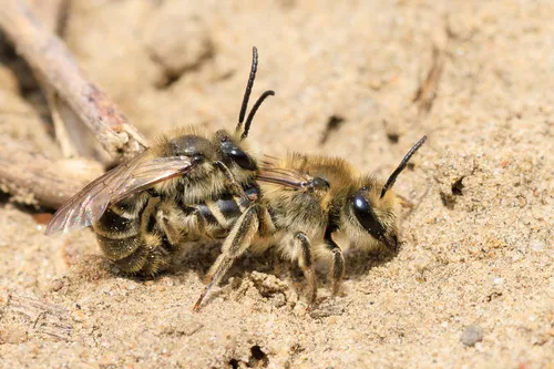 Unequal Cellophane Bee - photo 2