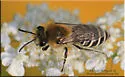 Kincaid's Cellophane Bee - Colletes kincaidii