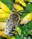 Kincaid's Cellophane Bee - photo 2