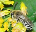 Kincaid's Cellophane Bee - photo 3