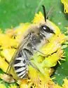 Kincaid's Cellophane Bee - photo 4