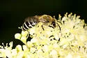 Kincaid's Cellophane Bee - photo 5