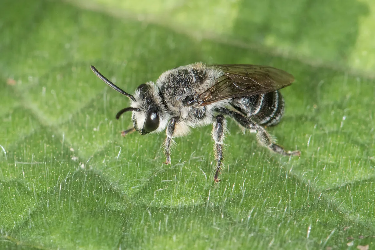 Broad-footed Cellophane Bee - photo 3