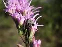 Long-faced Cellophane Bee - photo 2