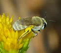 Ochraceous Cellophane Bee - Colletes ochraceus