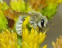 Ochraceous Cellophane Bee - photo 2