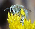 Ochraceous Cellophane Bee - photo 3