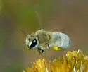 Ochraceous Cellophane Bee - photo 4
