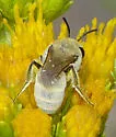 Ochraceous Cellophane Bee - photo 5