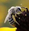 Phacelia Cellophane Bee - photo 2