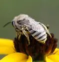 Phacelia Cellophane Bee - photo 3