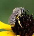 Phacelia Cellophane Bee - photo 4