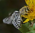 Phacelia Cellophane Bee - photo 5