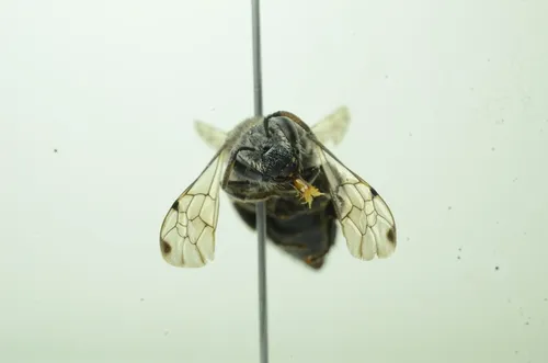 Dot-winged Cellophane Bee - Colletes punctipennis