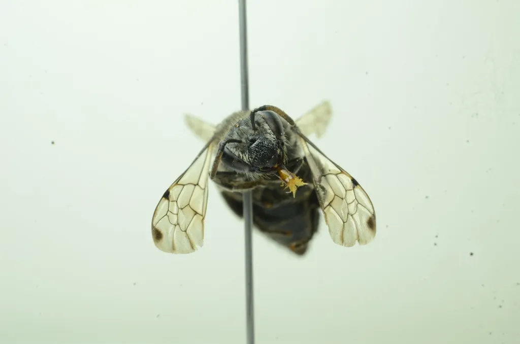 Dot-winged Cellophane Bee - photo 2