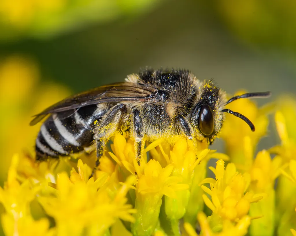 Spine-shouldered Cellophane Bee - Colletes simulans