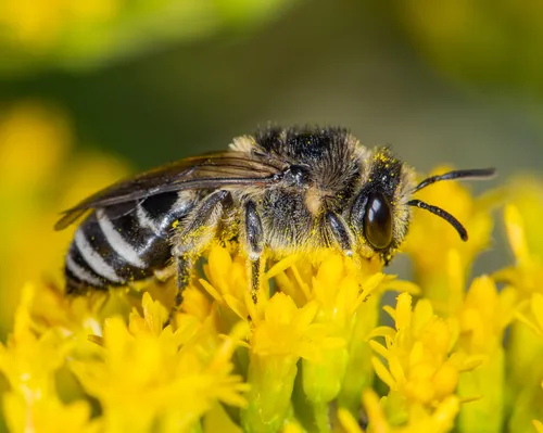Spine-shouldered Cellophane Bee - photo 2