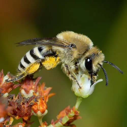 Slevin's Cellophane Bee - Colletes slevini