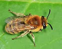 Goldenrod Cellophane Bee - photo 2
