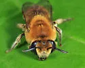 Goldenrod Cellophane Bee - photo 3