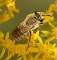 Goldenrod Cellophane Bee - photo 4