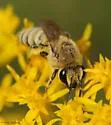 Goldenrod Cellophane Bee - photo 5