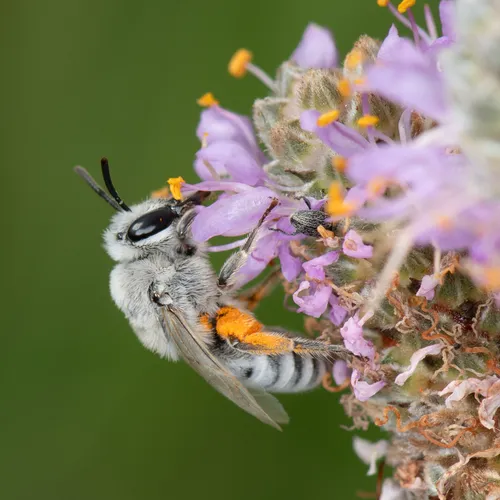 Susanna's Cellophane Bee - Colletes susannae