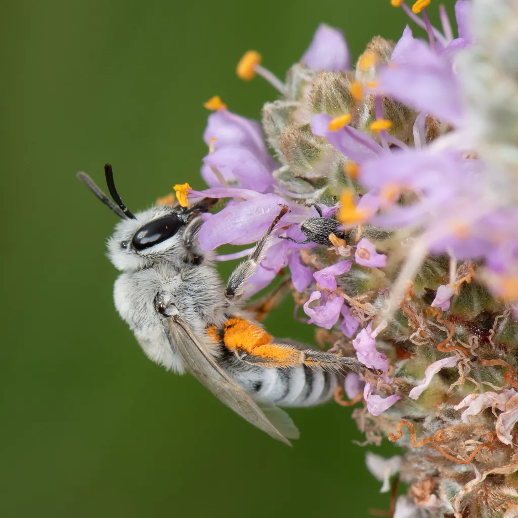 Susanna's Cellophane Bee - photo 2