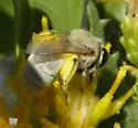 Hairy-tailed Cellophane Bee - Colletes tectiventris