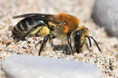 Rufous-backed Cellophane Bee