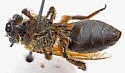 Sandhills Cellophane Bee - photo 2