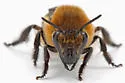 Sandhills Cellophane Bee - photo 3