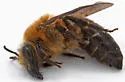 Sandhills Cellophane Bee - photo 4