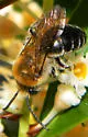 Sandhills Cellophane Bee - photo 5
